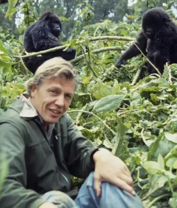 David Attenborough sitting in dense vegetation in Rwanda in 1978, smiling towards the camera, with two young mountain gorillas in the branches directly behind him