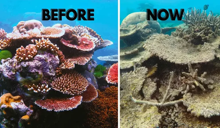 A split-screen image showing a healthy, colorful coral reef on the left and a desolate, white bleached coral reef on the right, illustrating the impact of ocean warming.