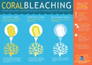 An infographic explaining the process of coral bleaching, showing a healthy coral with symbiotic algae, a stressed coral expelling the algae due to heat, and a bleached, starving coral.