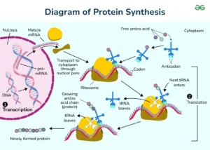 Diagram illustrating protein synthesis: an mRNA strand enters a ribosome, which reads the codons and assembles a chain of amino acids (protein).