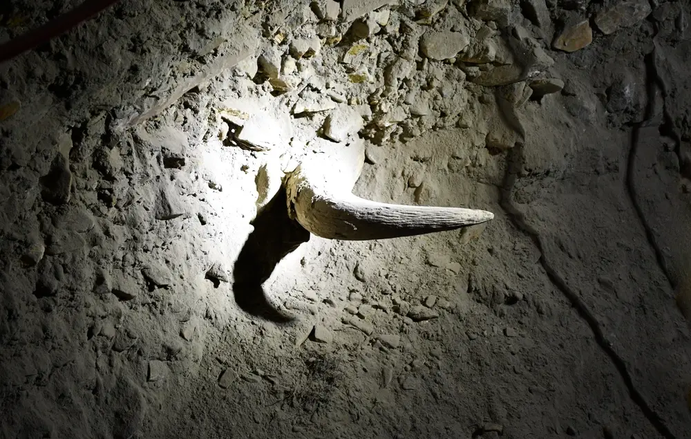 Close-up of an ancient steppe bison horn embedded in the frozen soil wall inside the Alaskan Permafrost Tunnel.