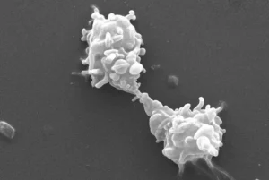 Scanning electron microscope image showing two Acanthamoeba polyphaga amoebas interacting.