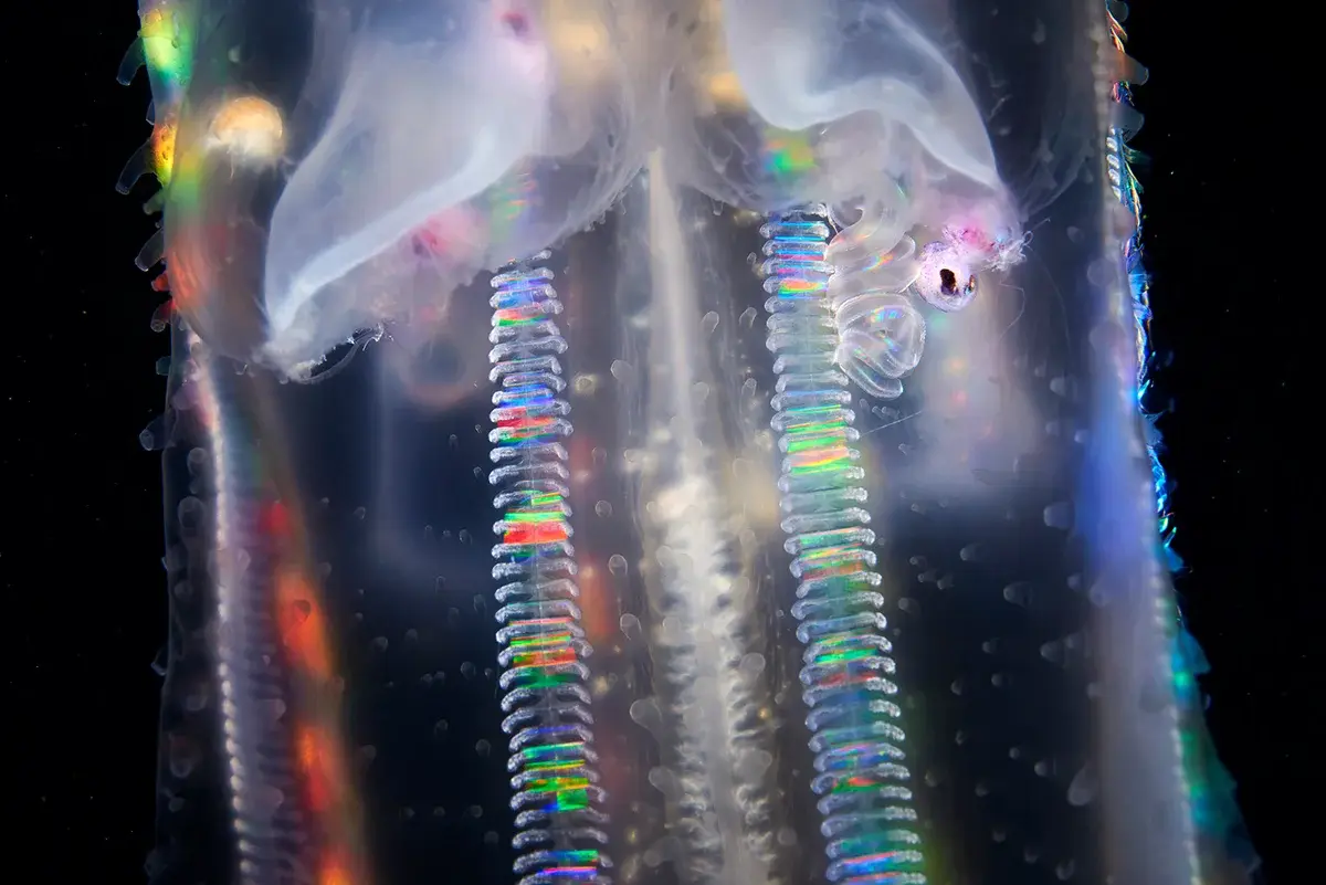 A close-up of a translucent comb jelly, Leucothea multicornis, showing its iridescent, rainbow-colored comb rows, which are central to the DNA looping study.