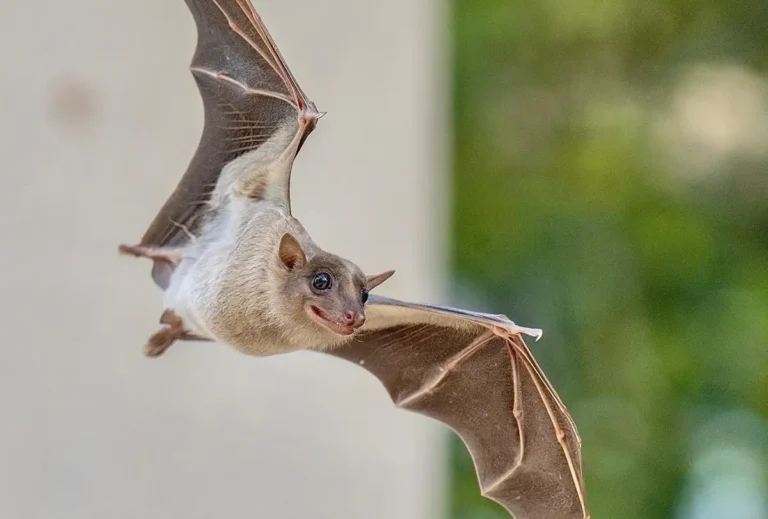 Close-up of an Egyptian fruit bat in mid-flight with wings spread, looking forward.