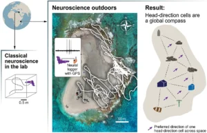 A diagram showing how bat neuroscience was taken from the lab into the wild on Latham Island, tracking head-direction cells to reveal a global compass.
