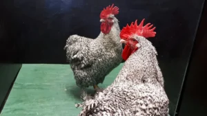 Rooster participating in a mirror self-recognition experiment to test for self-awareness and alarm call behavior.