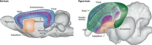 Comparison of a rat brain and a pigeon brain using 3D Polarized Light Imaging. The scan reveals that the pigeon brain has a grid-like fiber structure similar to the rat's layered neocortex, despite looking like clusters.
