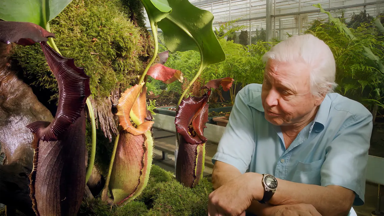 David Attenborough: Kingdom of Plants - Part 2: Solving the Secrets