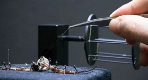 A detailed laboratory photograph of a golden orb-weaver spider being milked.