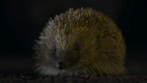 A closeup of a nocturnal hedgehog walking across a dark tarmac road surface, from the David Attenborough secret garden Bristol episode.