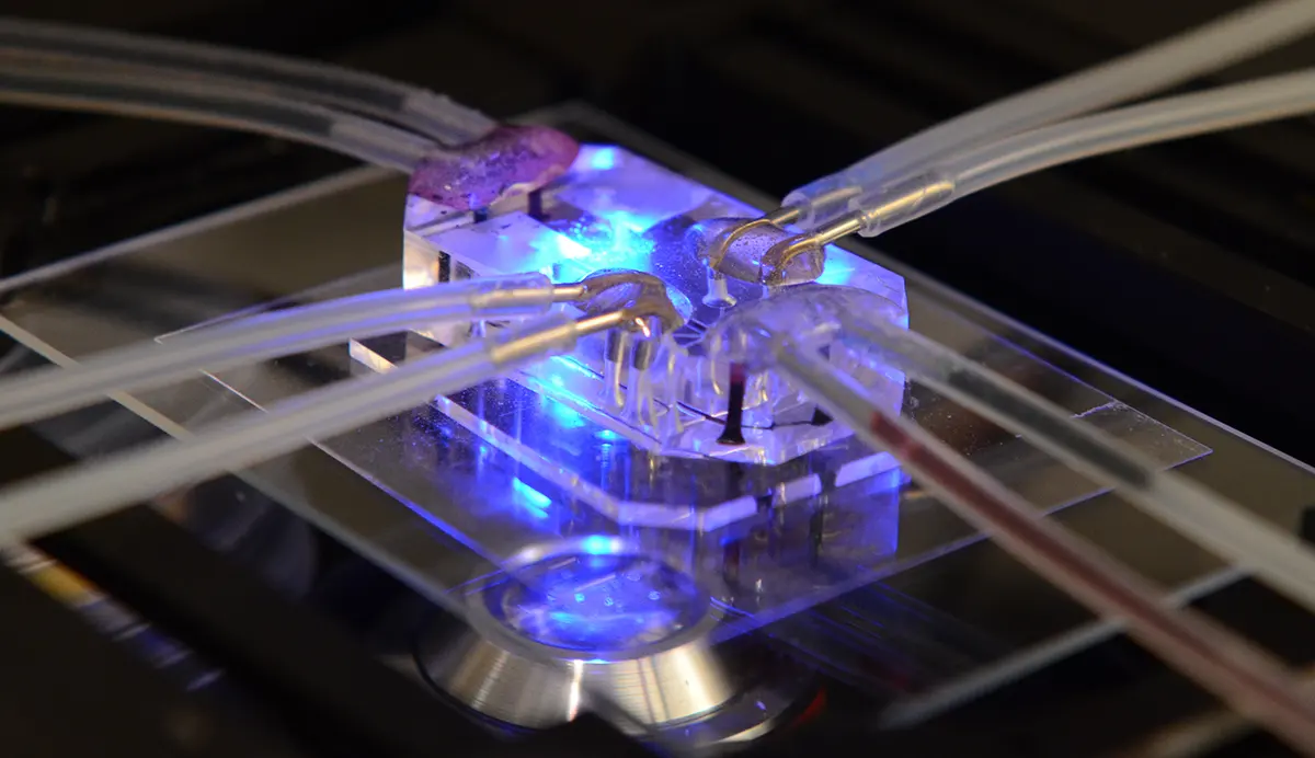 A close-up photograph showing a microfluidic chip integrated within a specialized mounting system. Multiple thin, fluidic tubes connect to the chip, branching into channels highlighted in blue and yellow.