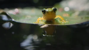 tiny baby froglet sitting on a green leaf after emerging from a garden pond.Caption: Hundreds of miniature froglets leave the safety of the pond during the damp summer months.