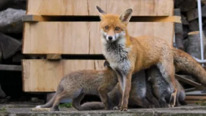 A mother fox suckling her young cubs in a hidden den underneath a suburban garden shed.