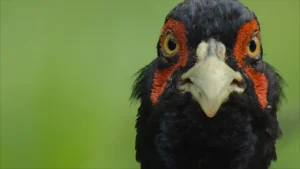 A male cock pheasant featured in the David Attenborough secret garden Lake District series.