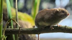 A small brown bank vole navigating the grass in the David Attenborough secret garden Oxfordshire series.