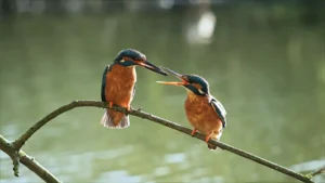 A male kingfisher offering a fish to a female in the David Attenborough secret garden Oxfordshire documentary.