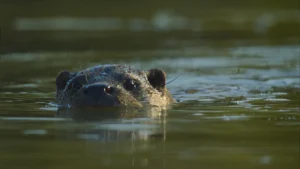 An otter swimming in the mill channel during the day in the David Attenborough secret garden Oxfordshire episode.
