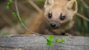 A pine marten with a pale cream throat patch climbing a wooden post at night