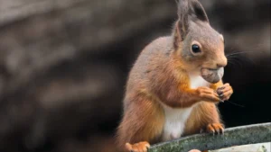 A red squirrel with prominent ear tufts feeding on the ground at the edge of woodland