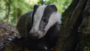 A Eurasian Badger exploring the garden space in the David Attenborough secret garden Wye Valley documentary.