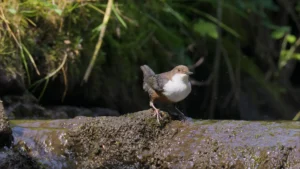 A European Dipper standing near flowing water in the David Attenborough secret garden Wye Valley documentary.
