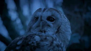 A Tawny Owl perched in the trees in the David Attenborough secret garden Wye Valley documentary.