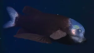 A deep sea barreleye fish displaying its transparent fluid-filled head shield and upward-pointing green tubular eyes.