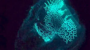 A Beroe comb jelly in complete darkness displaying an intricate glowing neon green pattern across its body.