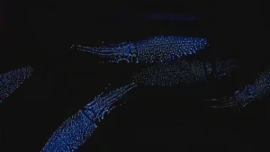 Multiple firefly squid swimming in the dark with hundreds of tiny blue photophores glowing across their bodies.