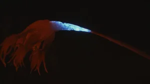 A deep sea pen glowing with a bright blue pulsating light along its stem in the pitch black ocean.