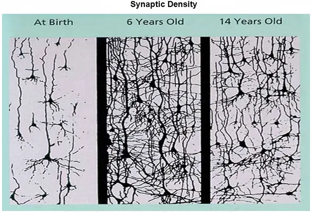 Three-panel diagram showing sparse neural networks at birth, dense interconnected neural networks at six years old, and slightly pruned networks at fourteen years old