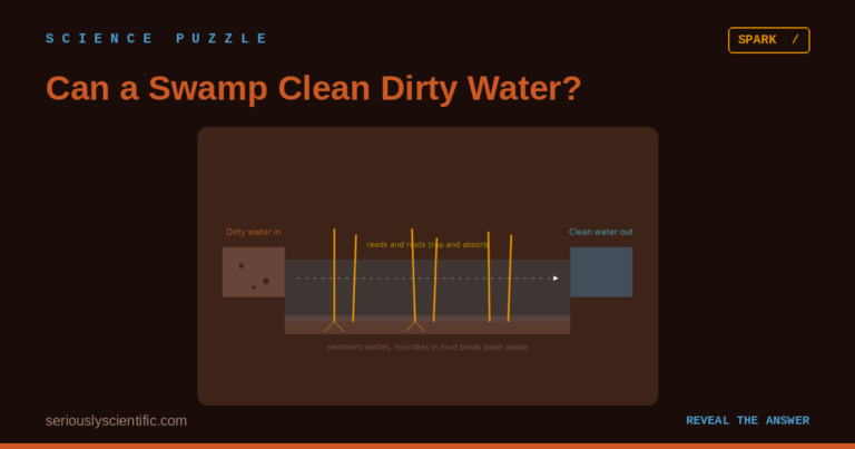 Can a swamp clean dirty water?