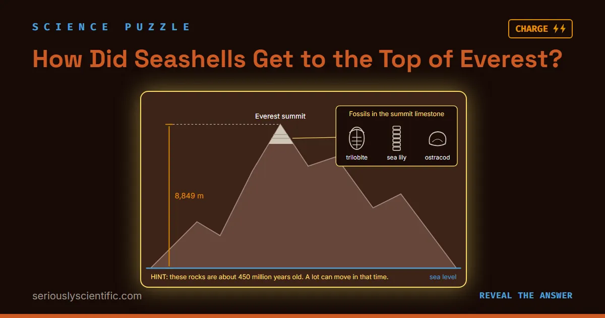 How Did Seashells Get to the Top of Everest?
