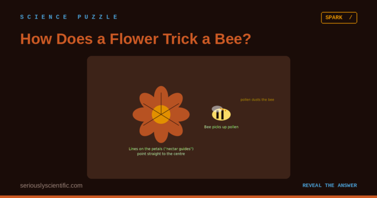 How Does a Flower Trick a Bee?