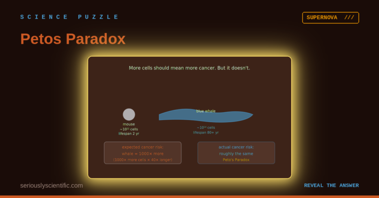Peto’s Paradox