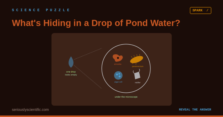 What’s Hiding in a Drop of Pond Water?