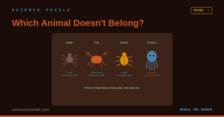 Which Animal Doesn’t Belong?