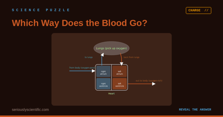 Which Way Does the Blood Go?