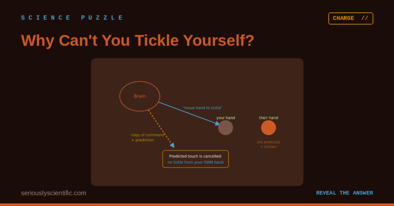 Why Can’t You Tickle Yourself?