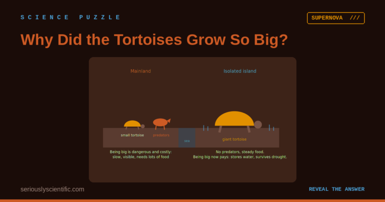 Why Did the Tortoises Grow So Big?