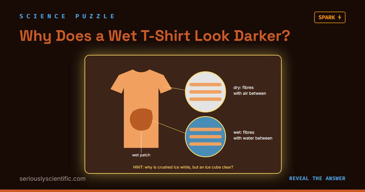 Why Does a Wet T-Shirt Look Darker?