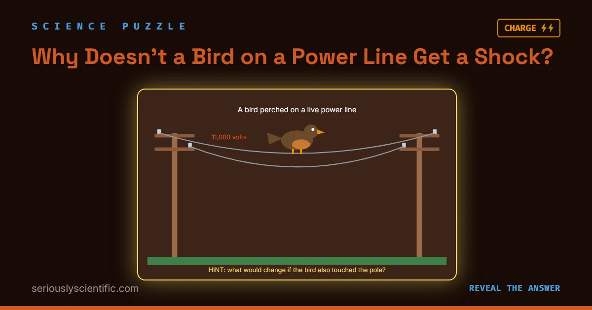 Why Doesn’t a Bird on a Power Line Get a Shock?