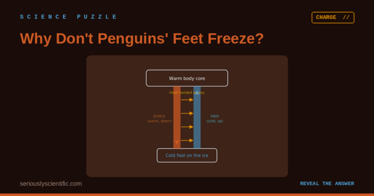 Why Don’t Penguins’ Feet Freeze?